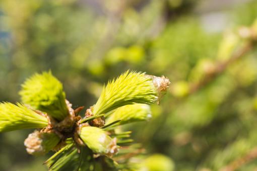 Free Stock Photo of Macro Plant