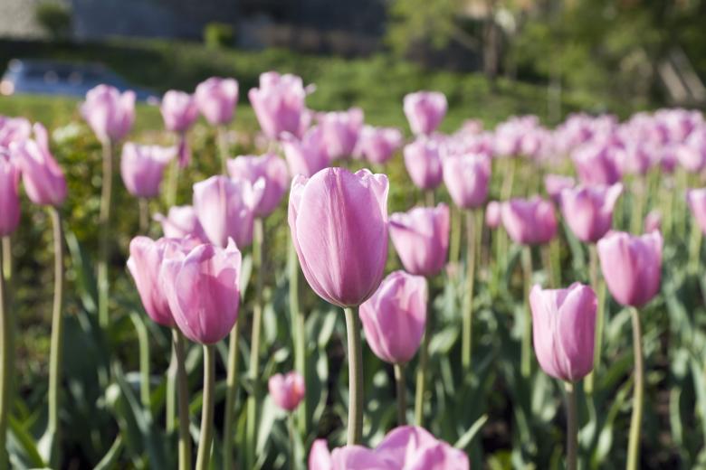Free stock image of Purple Tulips created by Andrei Seleznev