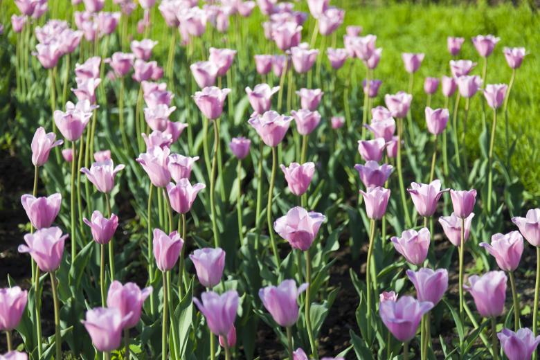 Free stock image of Purple Tulips created by Andrei Seleznev
