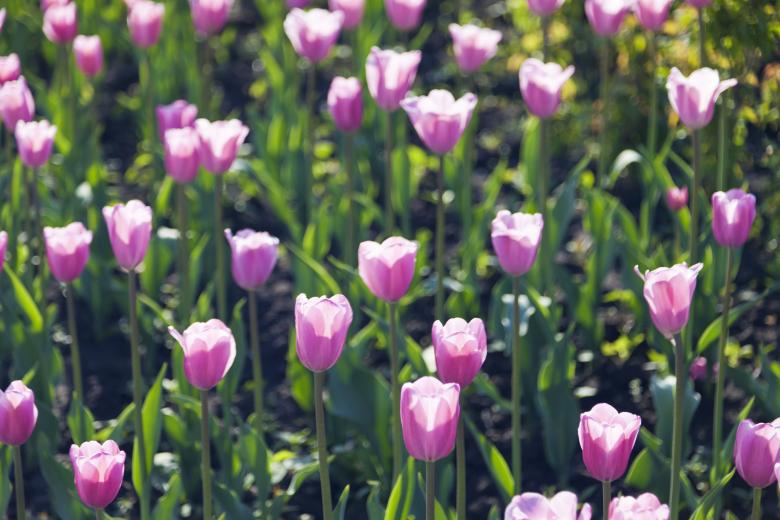 Free stock image of Purple Tulips created by Andrei Seleznev
