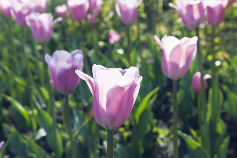 Free stock image of Purple Tulips created by Andrei Seleznev