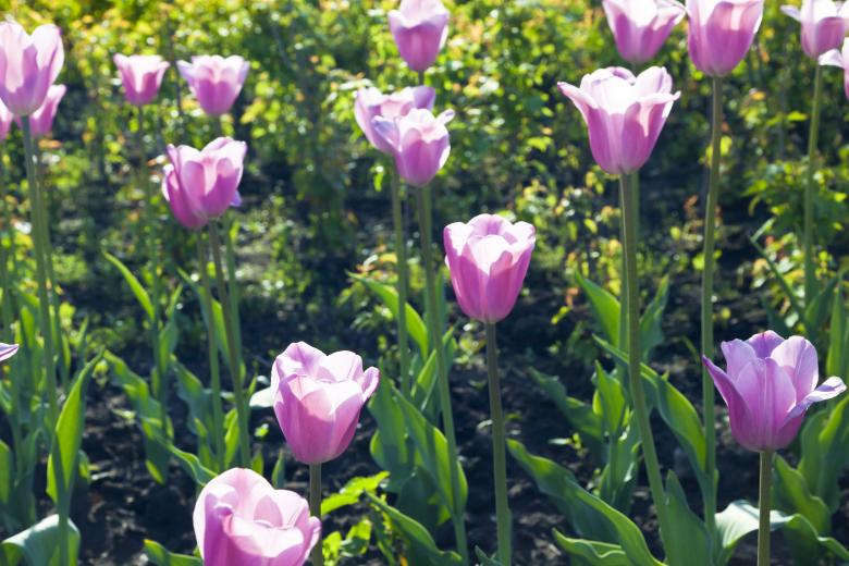 Free stock image of Purple Tulips created by Andrei Seleznev