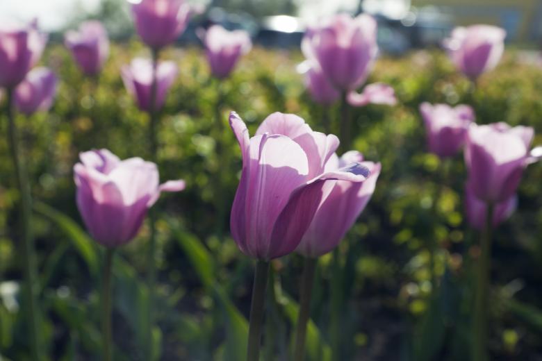 Free stock image of Purple Tulips created by Andrei Seleznev
