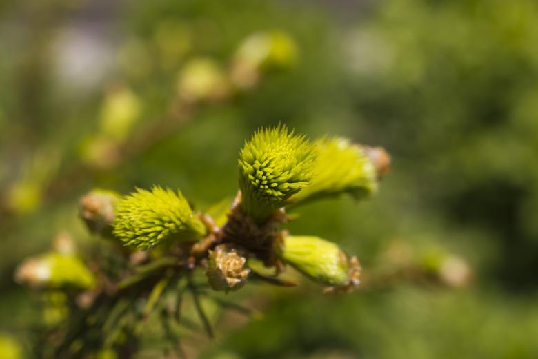 Free stock image of Wild Plant created by Andrei Seleznev