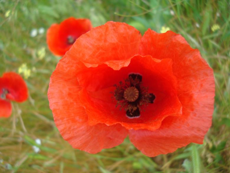 Free stock image of Red poppy flower created by Boris Kyurkchiev