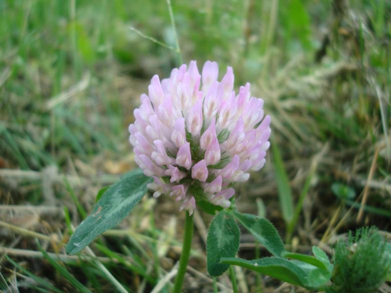 Free stock image of Wild flower created by Boris Kyurkchiev
