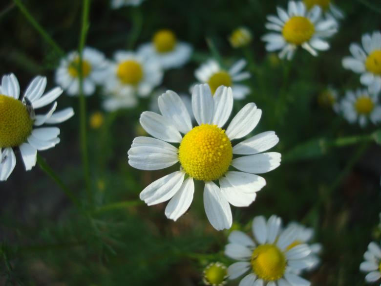 Free stock image of Chamomile flower created by Boris Kyurkchiev