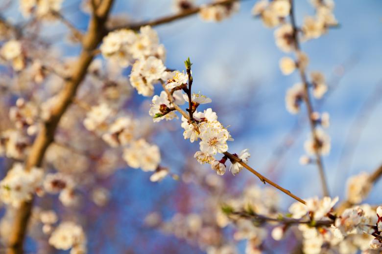 Free stock image of Summer Bloom created by Andrei Seleznev