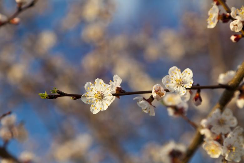 Free stock image of Summer Bloom created by Andrei Seleznev