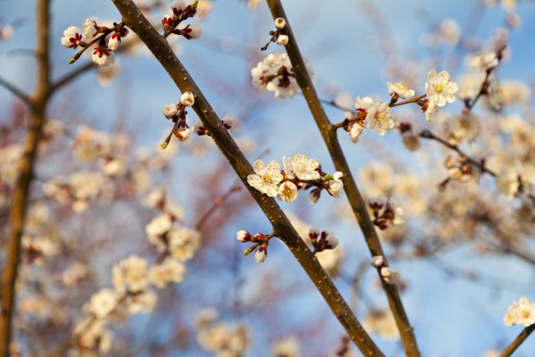 Free stock image of Summer Bloom created by Andrei Seleznev