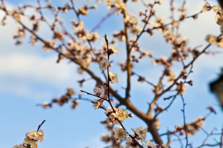 Free stock image of Summer Bloom created by Andrei Seleznev