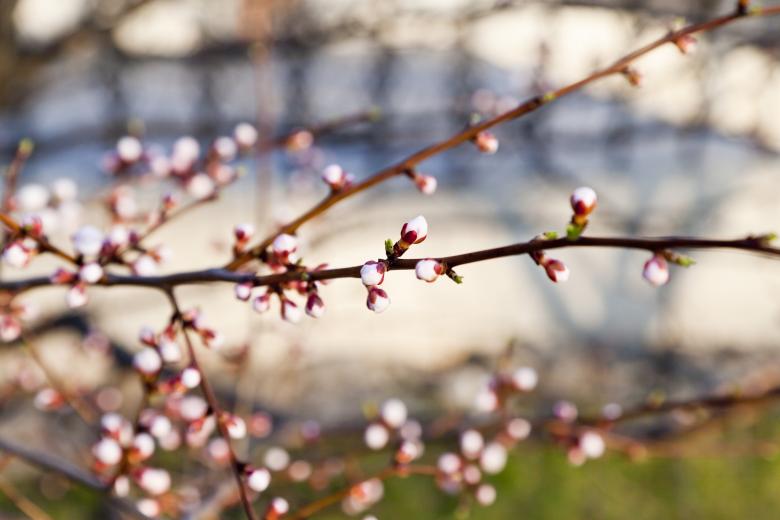 Free stock image of Summer Bloom created by Andrei Seleznev