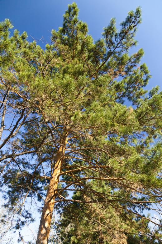 Free stock image of Tree View created by Andrei Seleznev