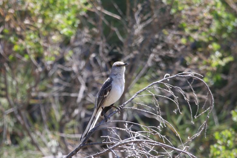 Free stock image of Bird on the Tree created by Benjamin Nusse