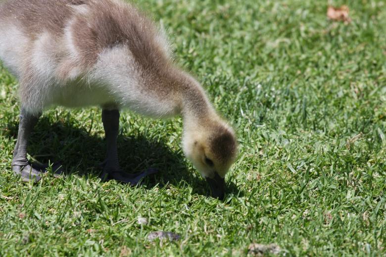 Free stock image of Little Duckling created by Benjamin Nusse