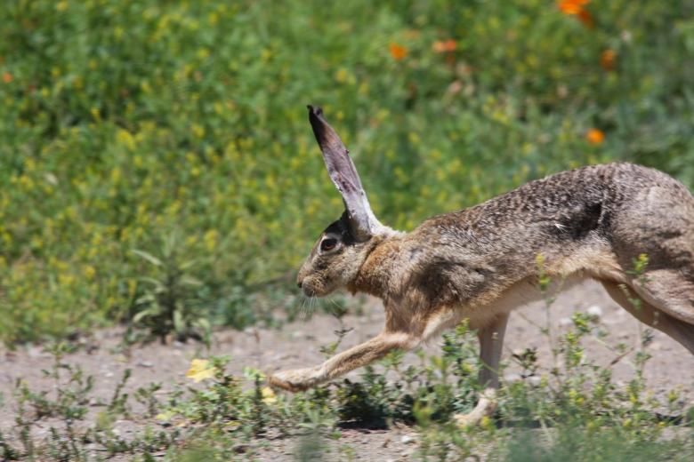 Free stock image of Hare Closeup created by Benjamin Nusse