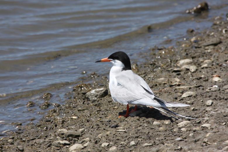Free stock image of Bird on the Shore created by Benjamin Nusse