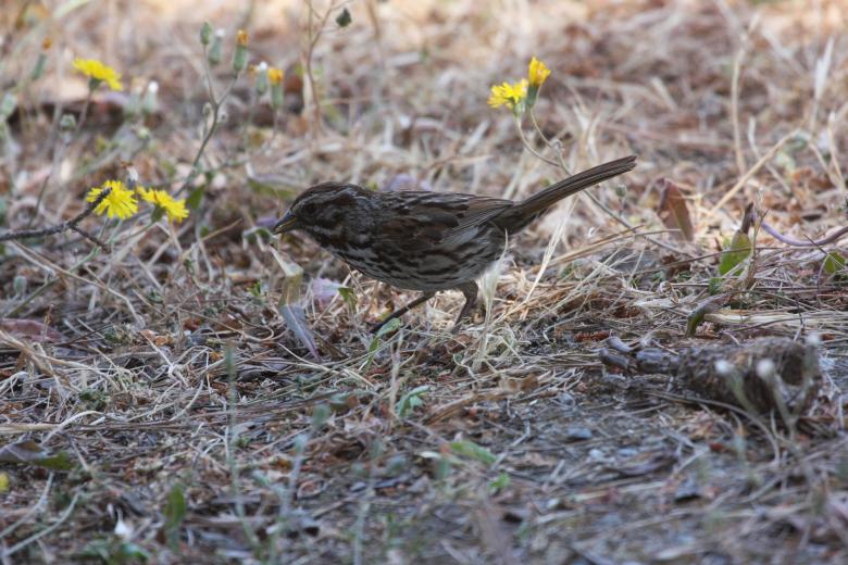 Free stock image of Cute Sparrow created by Benjamin Nusse