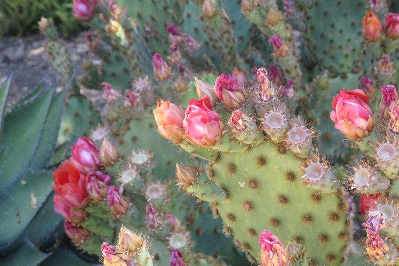 Free stock image of Thorny Flowers created by Benjamin Nusse