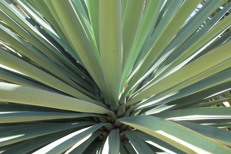 Free stock image of Thorny Plant created by Benjamin Nusse