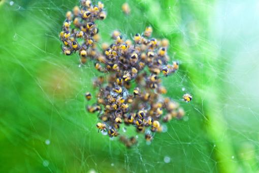Free Stock Photo of Spiders
