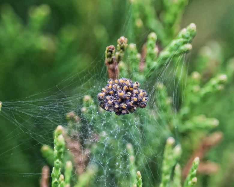 Free stock image of Spiders created by Geoffrey Whiteway