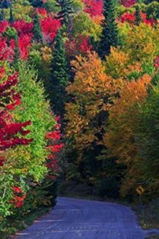 Free stock image of Colors of Nature created by mehedi