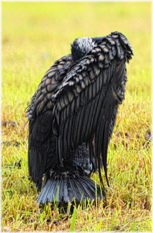Free stock image of Great Cormorant created by Xposid