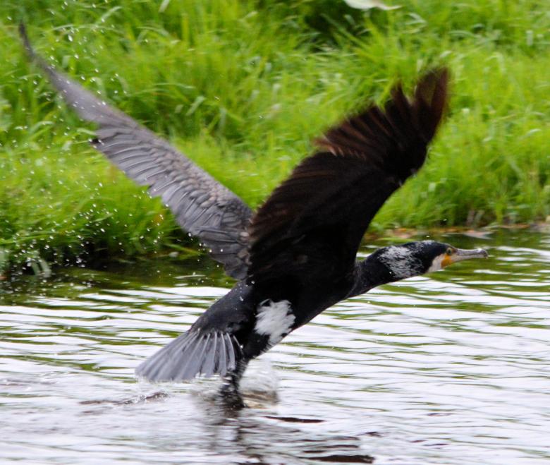 Free stock image of Great Cormorant created by Xposid