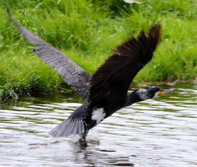 Great Cormorant - Free Stock Photo