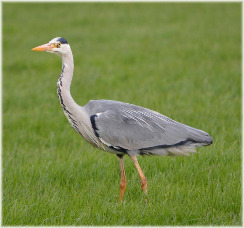Free stock image of Heron created by Xposid