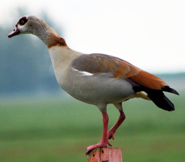 Free stock image of Egyptian Goose created by Xposid