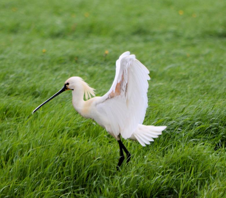 Free stock image of Eurasian Spoonbill created by Xposid