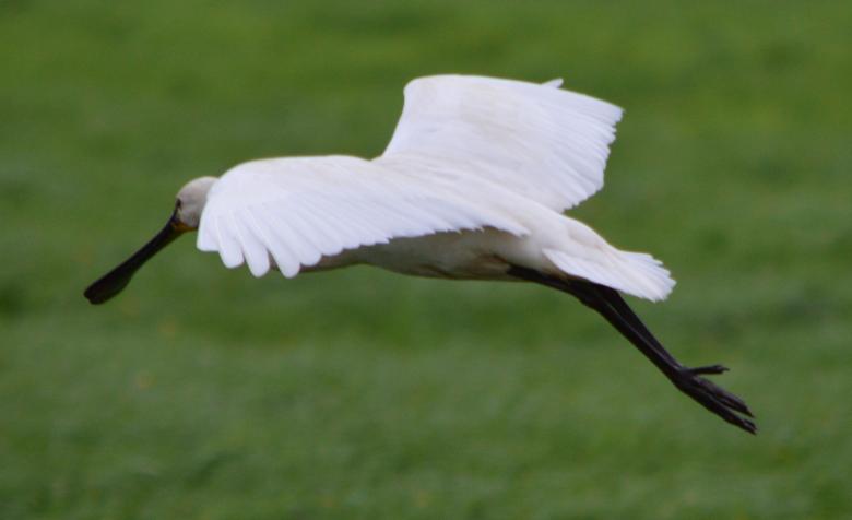 Free stock image of Eurasian Spoonbill created by Xposid