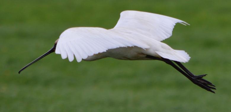 Free stock image of Eurasian Spoonbill created by Xposid