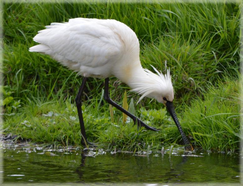Free stock image of Eurasian Spoonbill created by Xposid