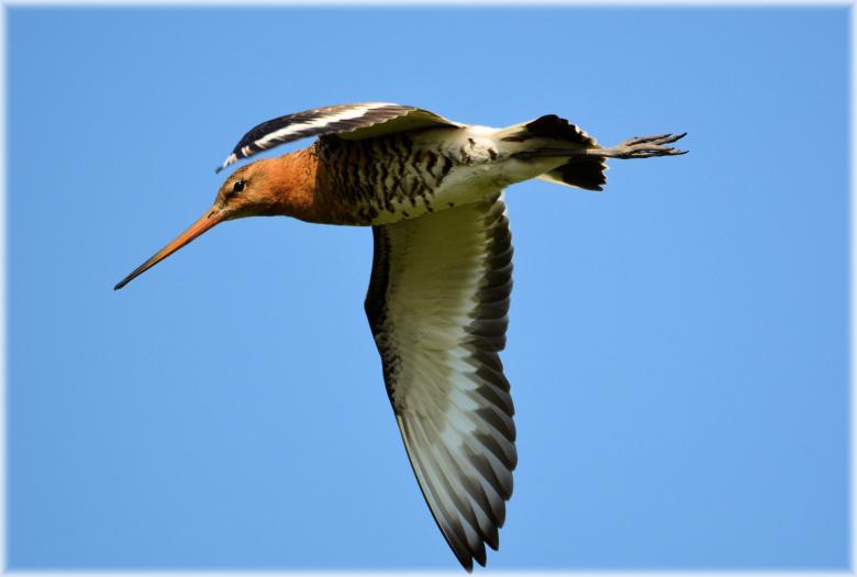 Free stock image of Black-tailed Godwit created by Xposid