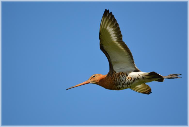 Free stock image of Black-tailed Godwit created by Xposid