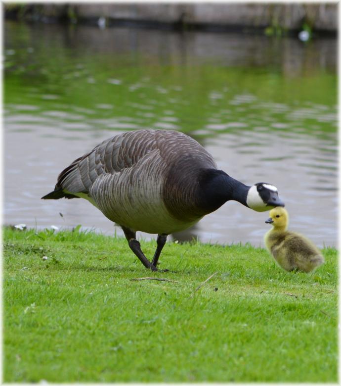 Free stock image of Goose created by Xposid