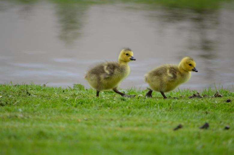 Free stock image of Chicks created by Xposid