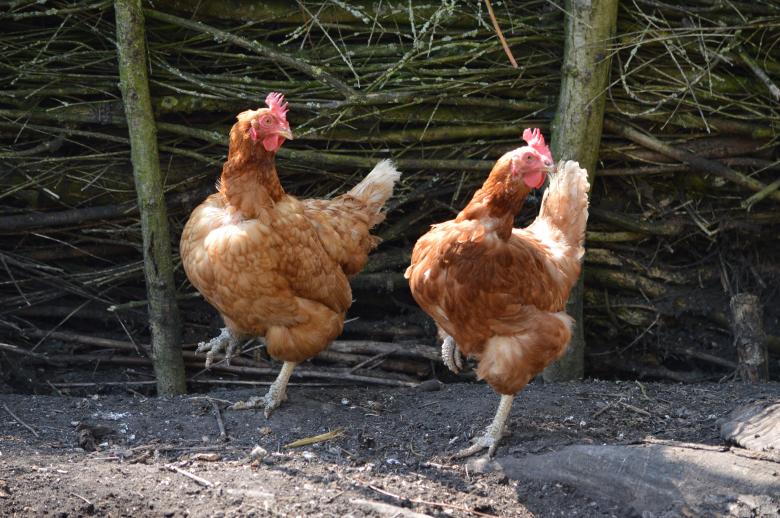 Free stock image of Chicken dance created by Xposid
