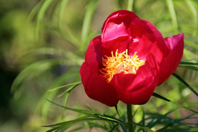 Free stock image of Red flower created by 2happy