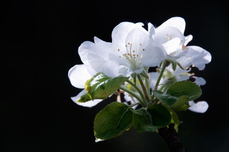 Free stock image of apple flowers created by 2happy