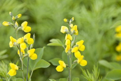 Yellow Flowers