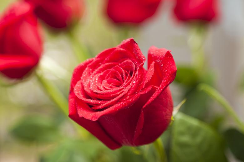 Free stock image of Red Roses created by Andrei Seleznev