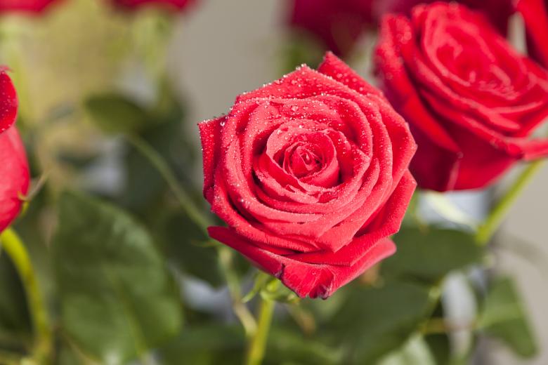 Free stock image of Red Roses created by Andrei Seleznev