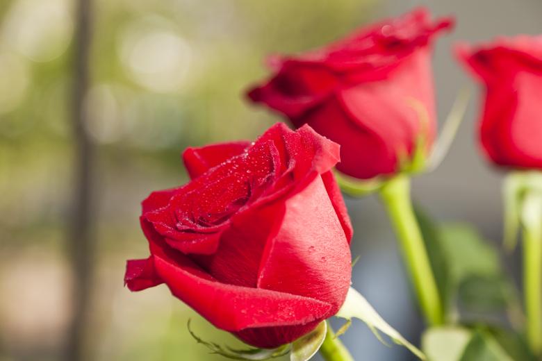 Free stock image of Red Roses created by Andrei Seleznev