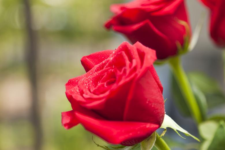 Free stock image of Red Roses created by Andrei Seleznev