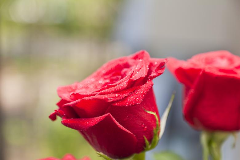 Free stock image of Red Roses created by Andrei Seleznev