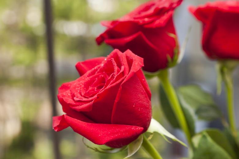 Free stock image of Red Roses created by Andrei Seleznev